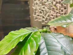 -Infica Coffee
