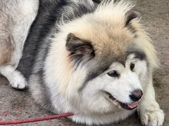 -桂山港式云吞面餐厅