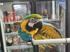 -观桥阁(锦溪店)