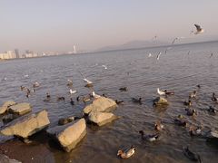 -深圳湾公园(南山区)