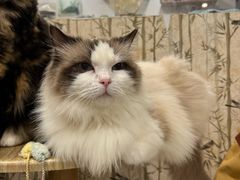 -楼上猫咖(罗湖店)