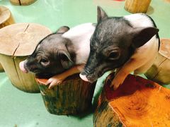 -藦茜花园宠物主题亲子互动体验馆(国顺东路店)