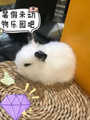 点击看大图 -七巧国萌宠乐园(龙湖天街店)