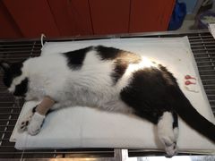 -瑞派福兴宠物医院犬猫全科·骨科·中西医结合(河东店)