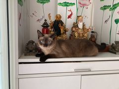 -御宝贝24h宠物医院·转诊中心·CT核磁血透中心(厦门总院)
