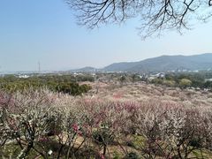 -香雪海