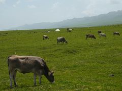 -新疆那拉提国家旅游度假区