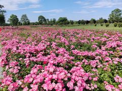 -汉长安城未央宫国家考古遗址公园