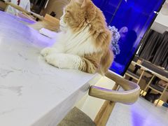 -喵园·猫主题咖啡厅·撸猫·猫咖(国贸店)