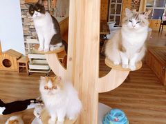 -猫的茶·猫咖