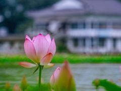 -荔湾湖公园