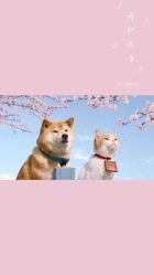 -凡碧诗毛孔收细
