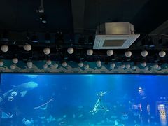-烟台海昌鲸鲨海洋公园