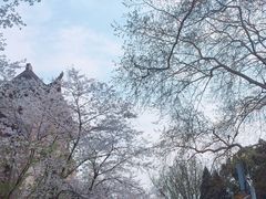 -武汉大学-樱园