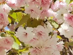 -长白岛森林公园