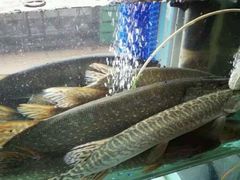 -煲来饱去冷水鱼