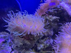 -芜湖新华联大白鲸海洋公园