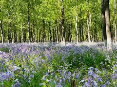 -苏家坨柳林村二月兰花海