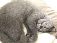 -恒康宠物医院(司背后街店)