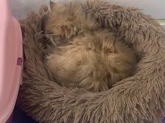 -糯米喵星人总部直营旗舰店·猫舍·幼猫出售