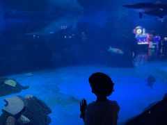 -烟台海昌鲸鲨海洋公园