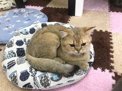 -三花喵·撸猫购宠·宠物生活馆(虹桥南丰城店)