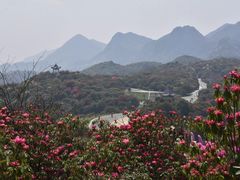 -贵州百里杜鹃风景名胜区