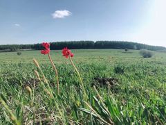 -塞罕坝国家级自然保护区