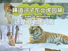 -横道河子东北虎林园