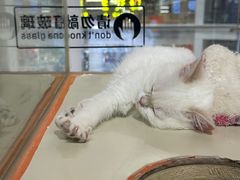-三花喵·撸猫购宠·宠物生活馆(虹桥南丰城店)