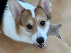 -Let's go狗咖·猫咖·奶狗·桌游(春熙路IFS店)
