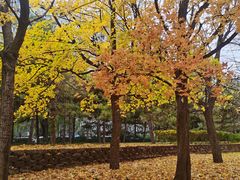 -元大都城垣遗址公园