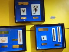 -上海昆虫博物馆