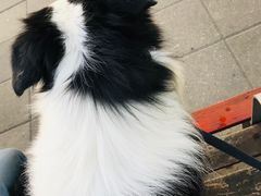 -PETKIT小佩宠物(古北店)