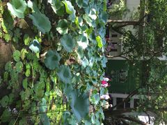 香港大学-香港大学