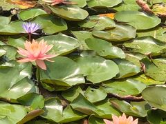 -荔枝公园(福田区)
