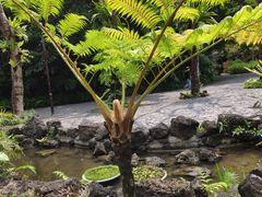 -深圳仙湖植物园