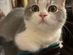 -猫十亿·布偶金渐层·曼基康矮脚猫舍(青年路店)