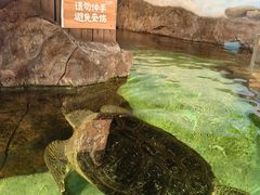 -萌宠奇缘(荣鼎店)