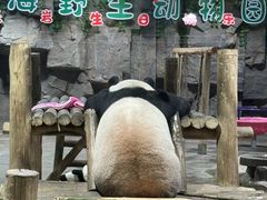 -栾川竹海野生动物园