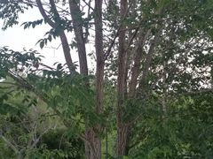 -珍宝岛