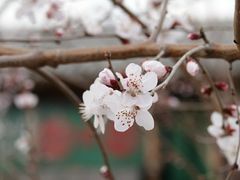 -春风习习