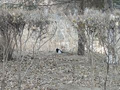 -长白岛森林公园