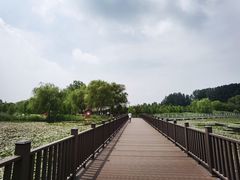 -滕州微山湖红荷湿地景区