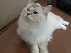 -MOCHA明星猫咖(田子坊店)