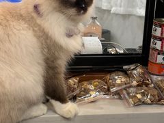 -共舞时光猫咖·狗咖(新街口店)