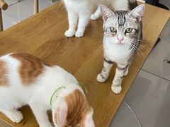 -平行世界·猫咖(首经贸店)