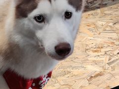 -Husky Go! 哈士奇体验馆·宠物咖啡厅狗咖