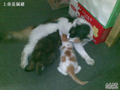 猫-老爷子有不少小猫-东兴顺爆肚张