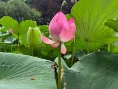 -莲花池公园